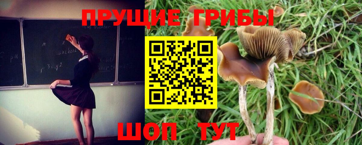 Псилоцибиновые грибы прущие грибы  Вход с VPN  Галлюциногенные грибы Psilocybe  Екатеринбург 